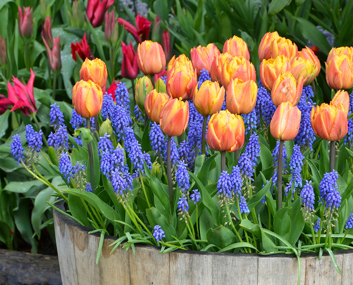Lasagne Planting: The best bulbs to use and when to plant them