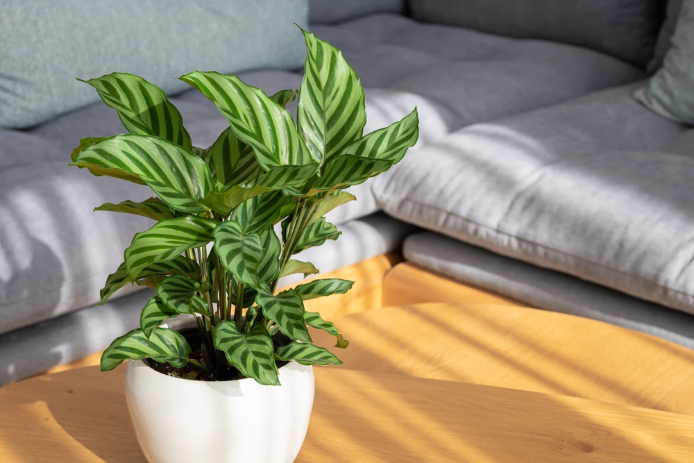 CALATHEA