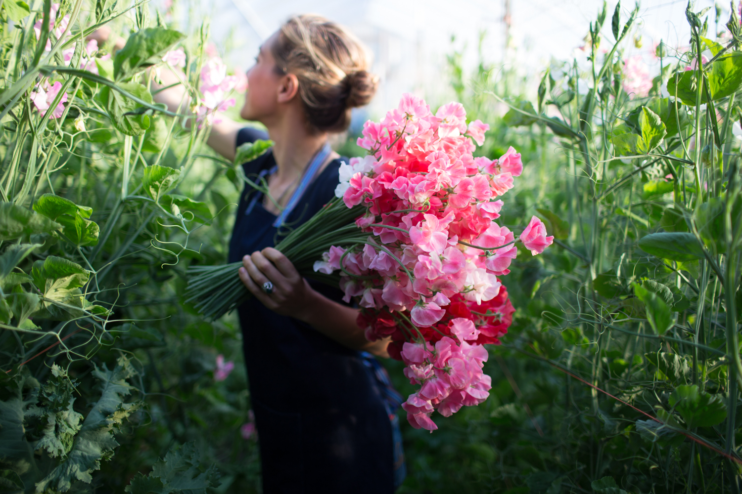 When To Sow Sweet Peas And How To Care For Them