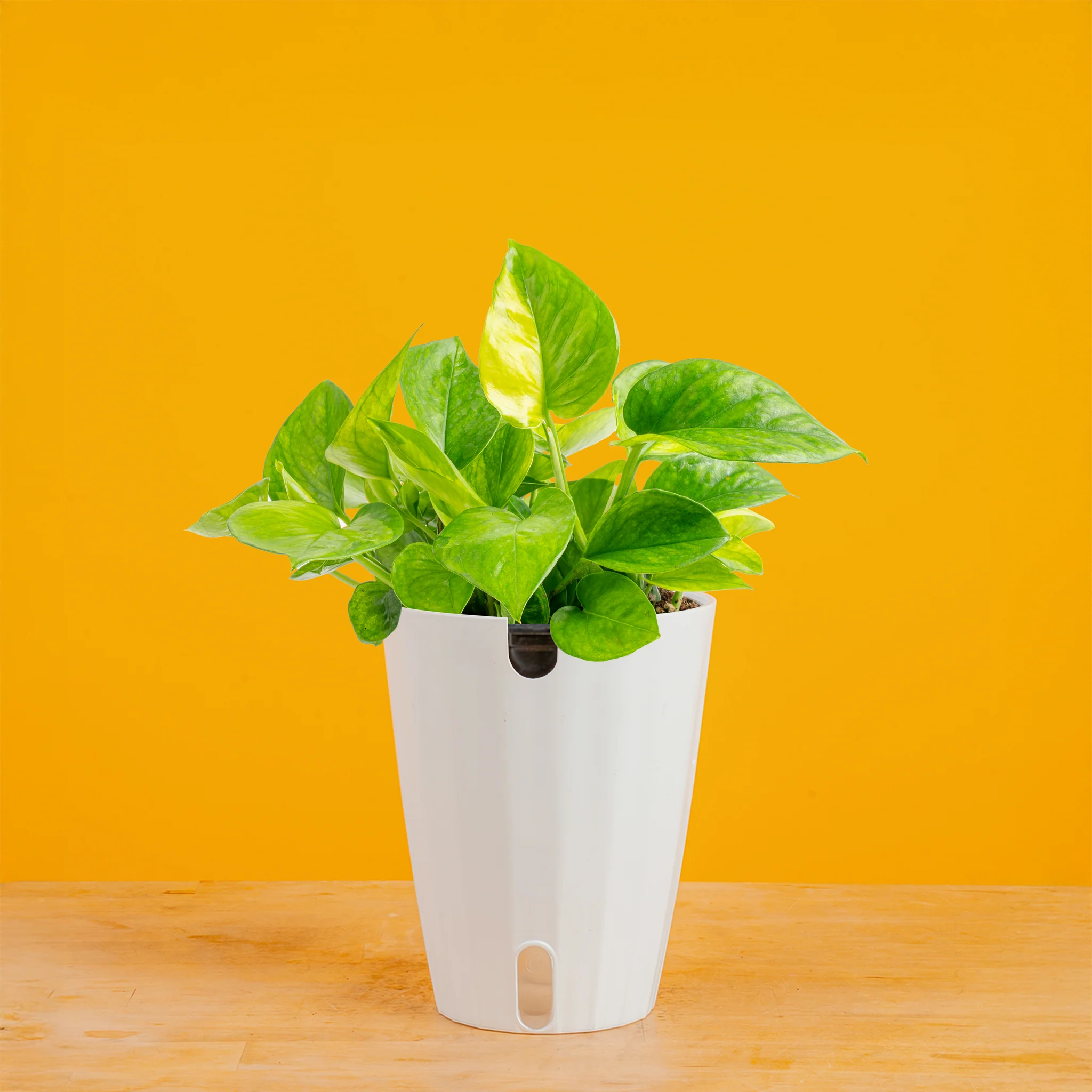 POTHOS