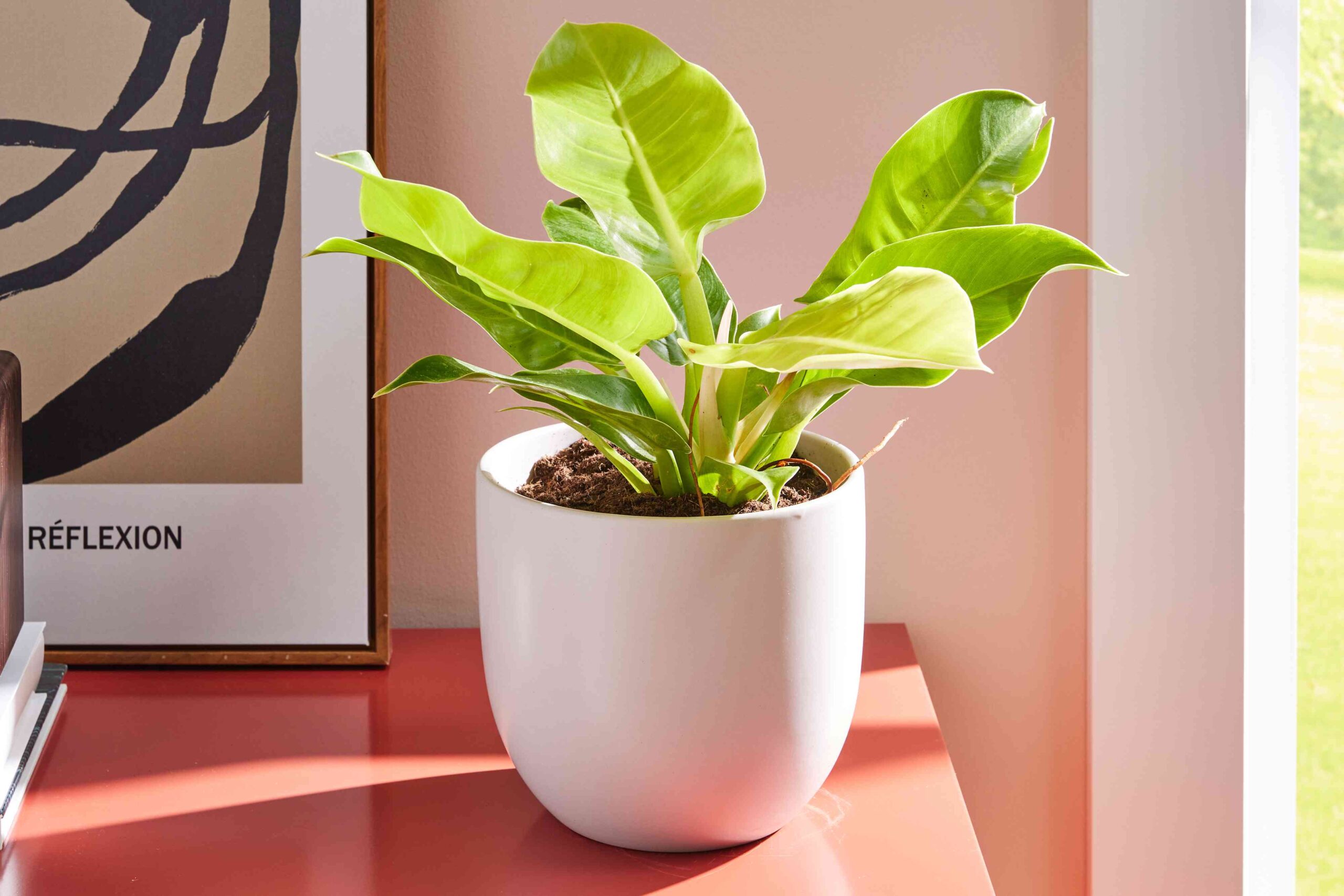 PHILODENDRON