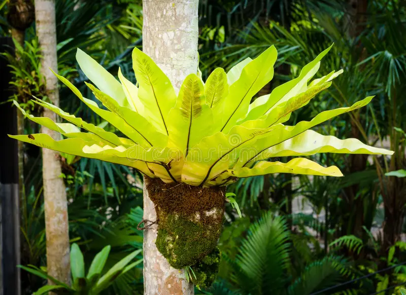 BIRD’S NEST FERN