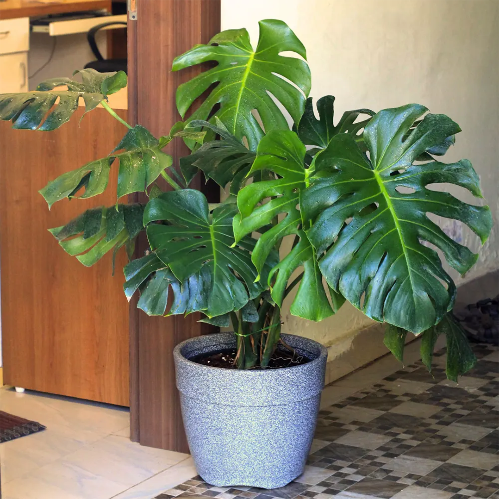 MONSTERA(Monstera spp)