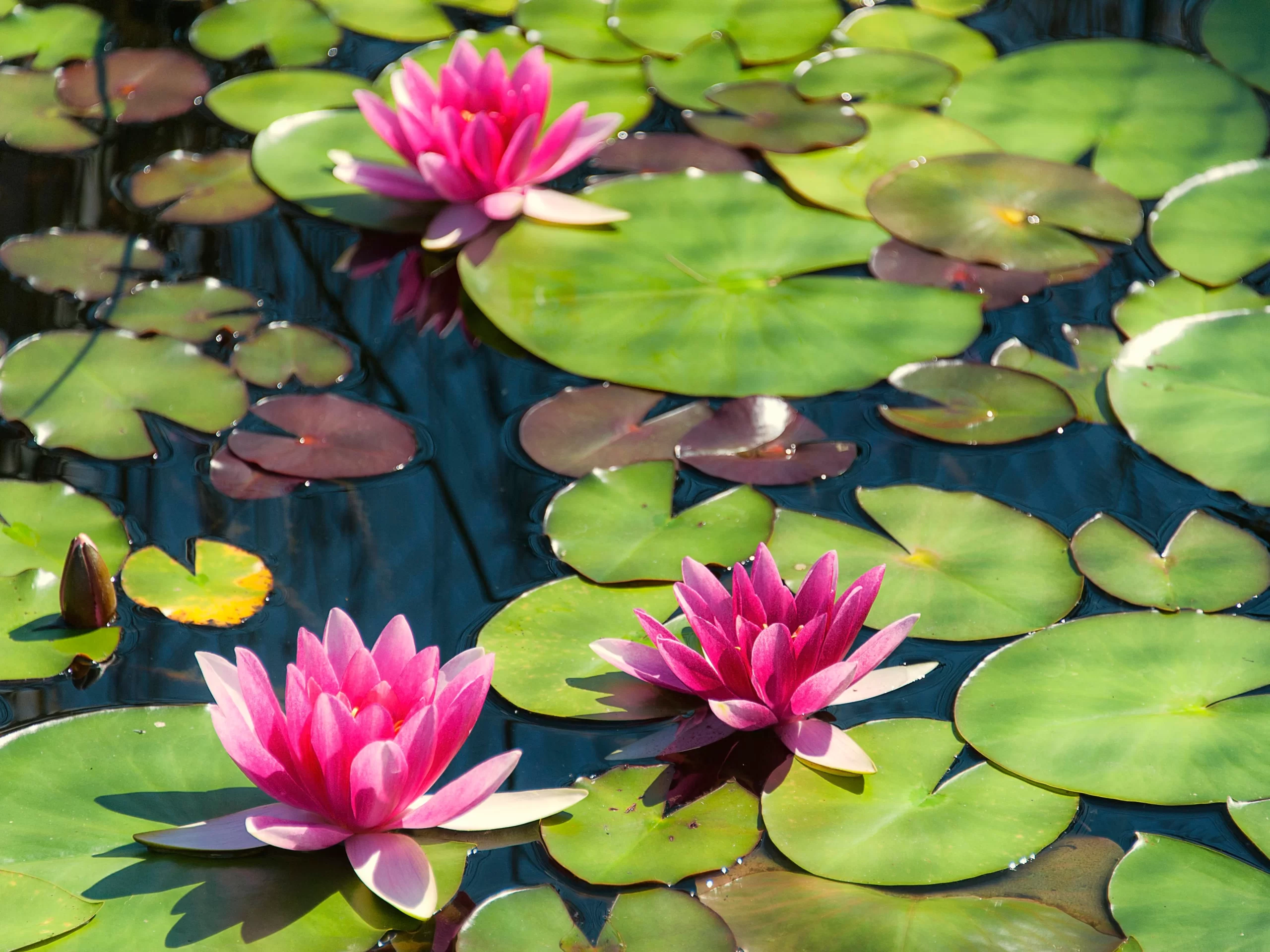 The Benefits of Pond Plants: Turning a Pond into a Piece of Art