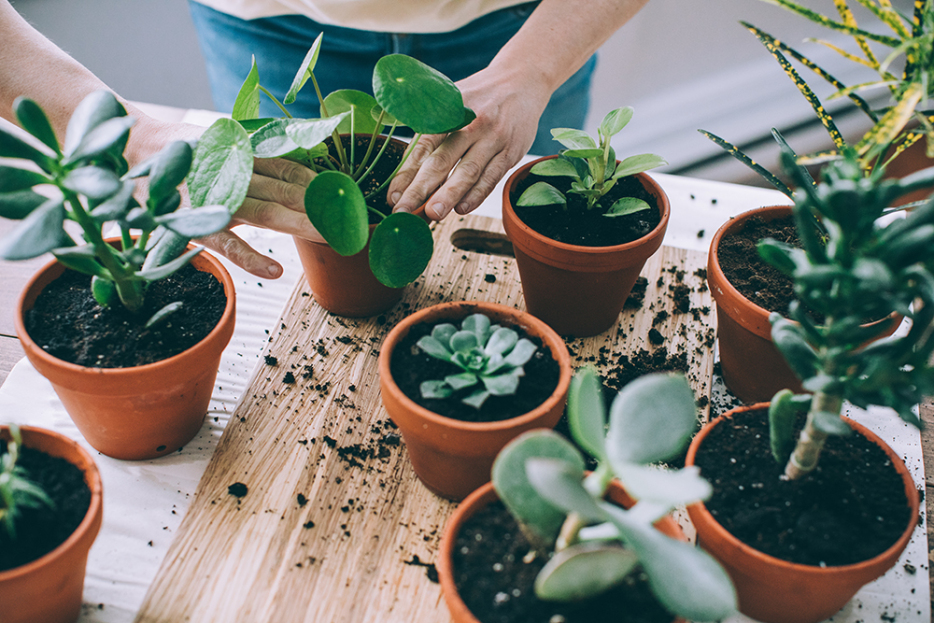 3 Signs Your House Plants Need Repotting